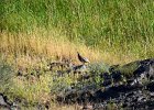 Aziatische steenpatrijs (Chukar) (Alectoris chukar) - Ongiin Khiid 18-08-2016 (5)